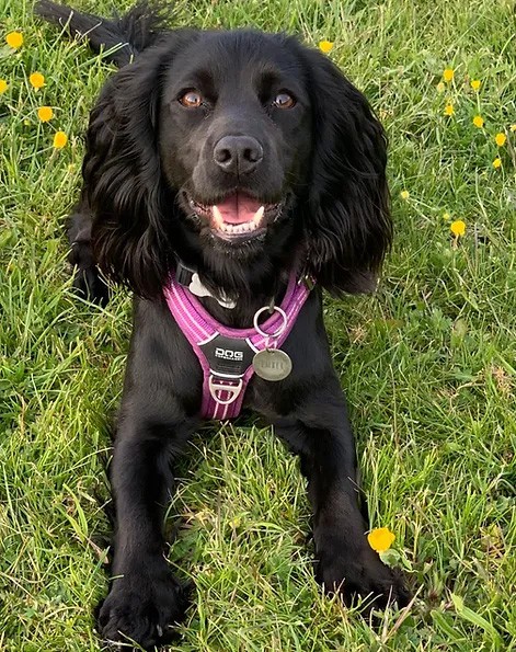 Fun Gun Dog Classes