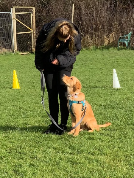 Follow On Puppy - Adolescent Dog Class