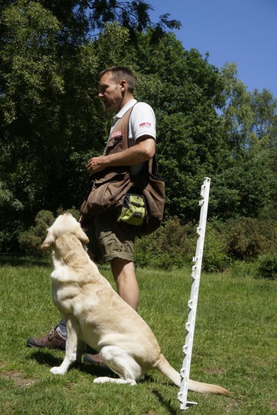 Gundog Club Grade 3 (Retrievers )