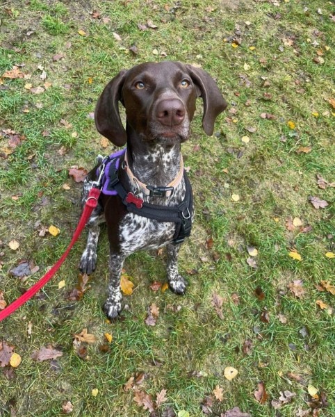 Lifeskills for dogs