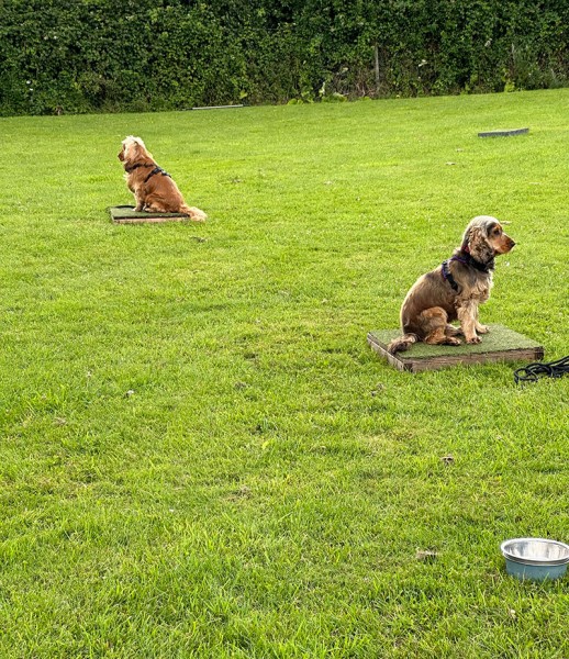 Pairs dog training