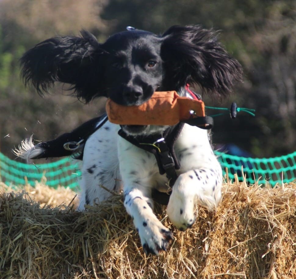 Fun Gun Dog Classes