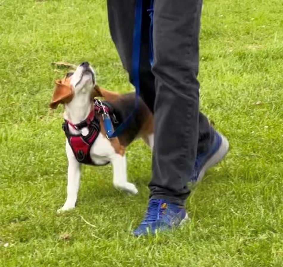 Puppy Foundation Class